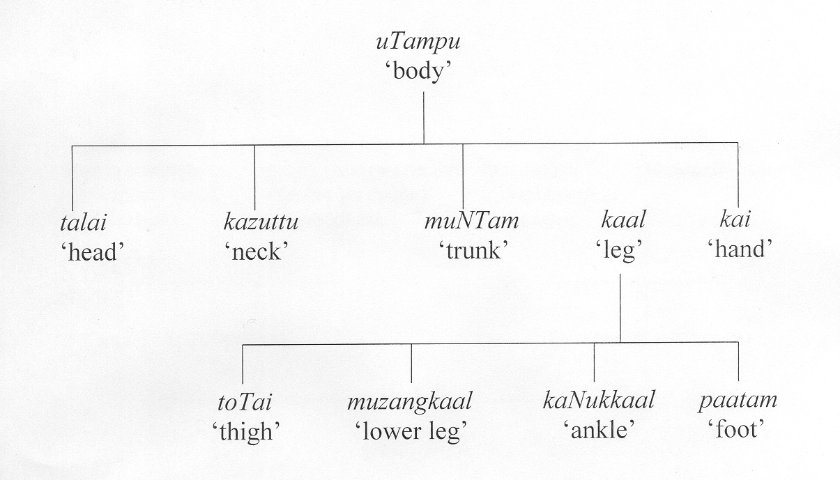 Body Parts diagram