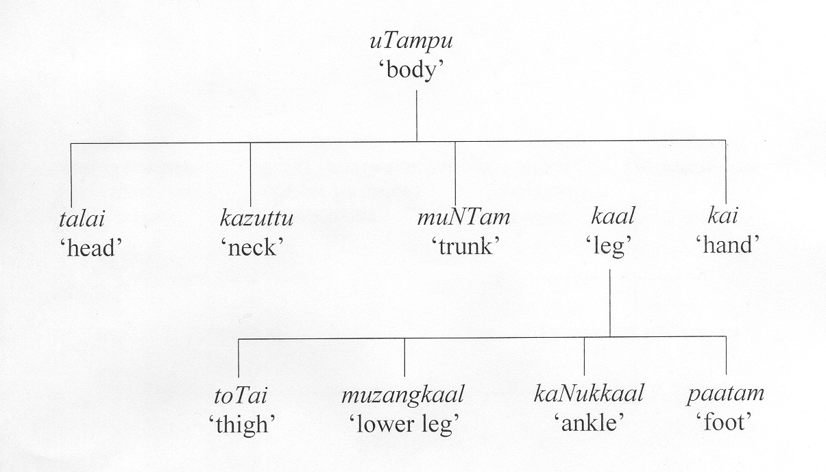 human body parts diagram feature