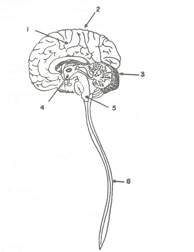 CNS