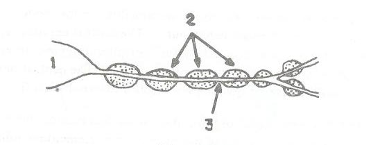 Myelin sheath