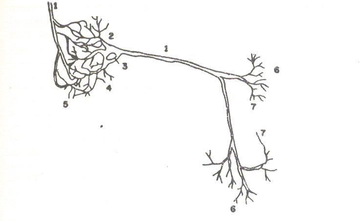 A typical neuron